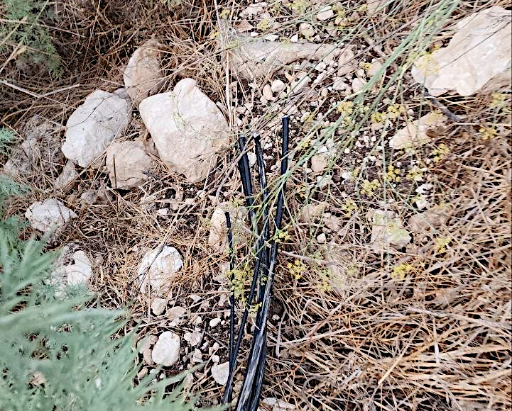 Al Masoudia, Thursday, September 3, 2026 – the West Bank