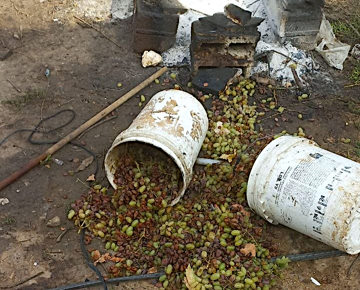 Birin, Monday, October 12, 2026 – the West Bank
