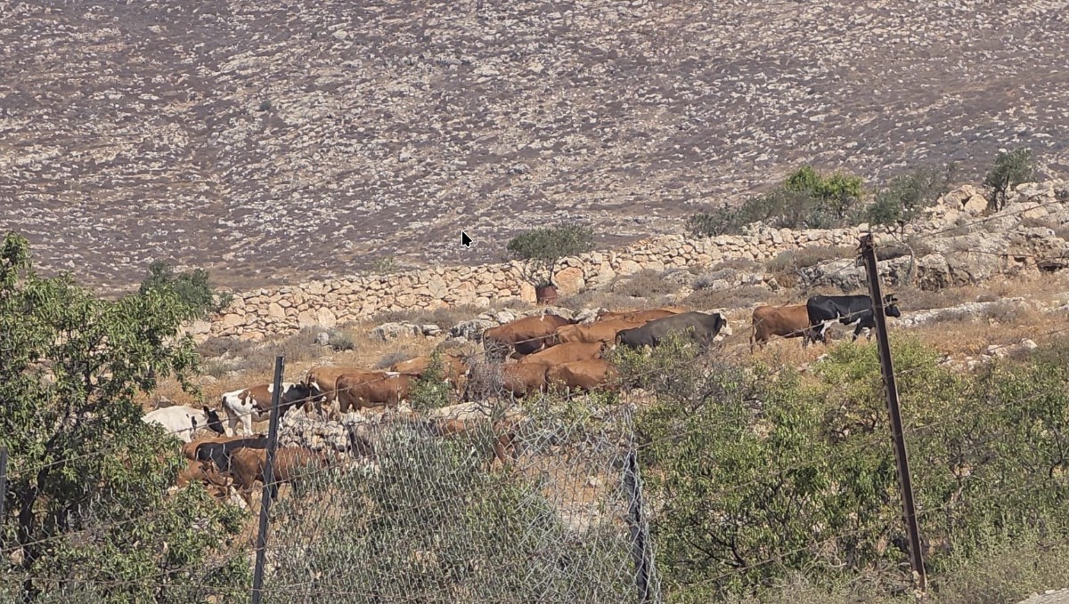 Khirbet al-Marajim Sunday, August 9, 2026 – The West Bank
