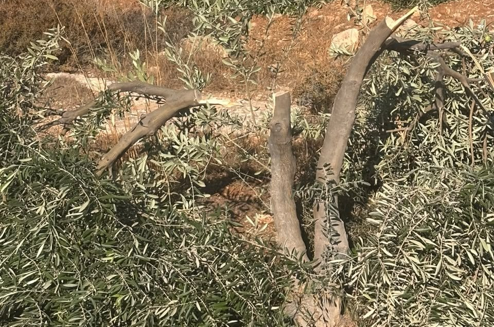 Kisan, Sunday, October 18, 2026 – the West Bank