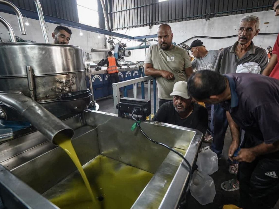 Olive harvest season, Wednesday, October 14, 2026 – the Gaza Strip