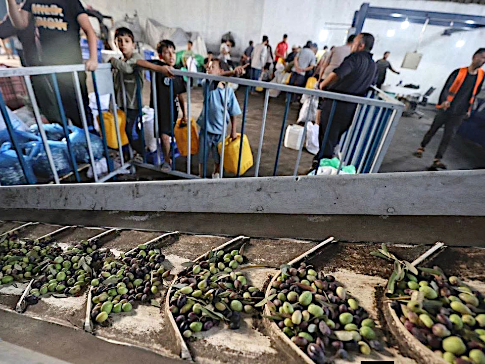 Olive harvest season, Wednesday, October 14, 2026 – the Gaza Strip