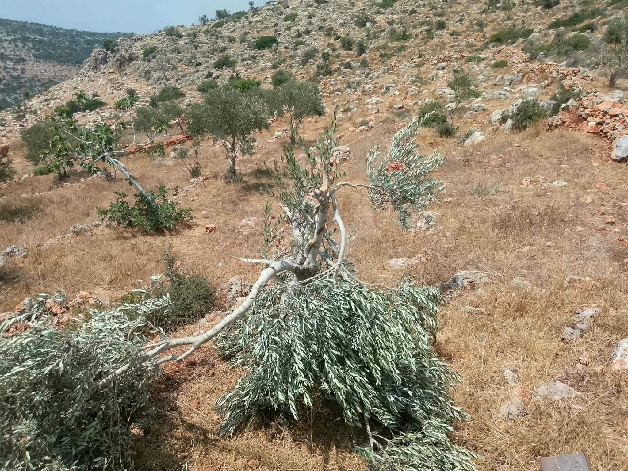 Thursday, July 9, 2026 – The West Bank inline image