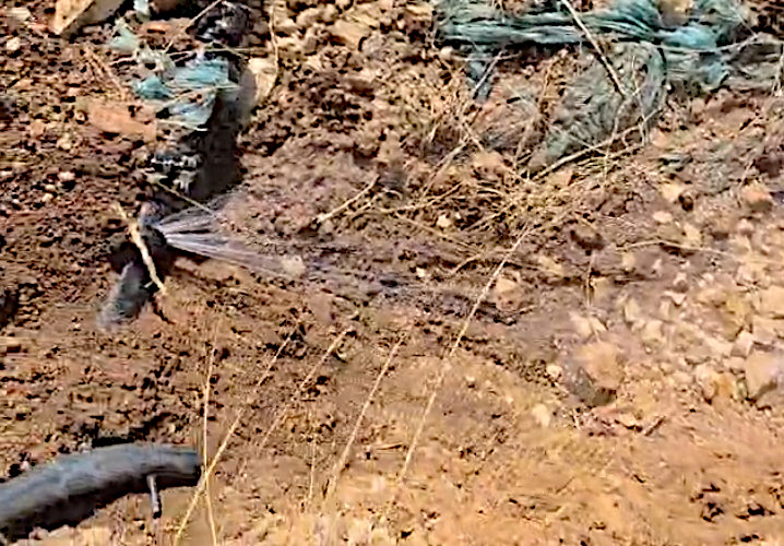 Sunday, June 28, 2026 – The West Bank inline image