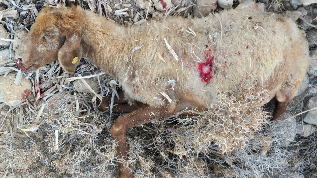 Friday, July 18, 2025 – The West Bank inline image