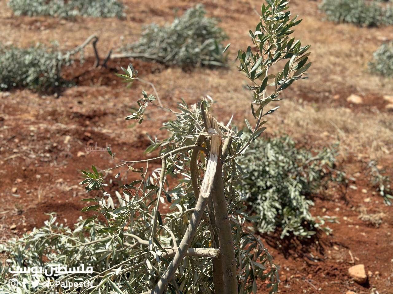 Thursday, June 6, 2024 - The West Bank cover image