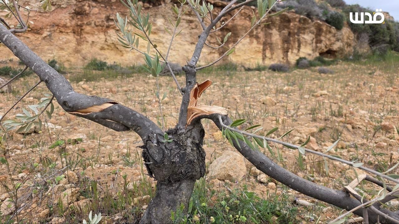 Saturday, April 4, 2026 – The West Bank inline image