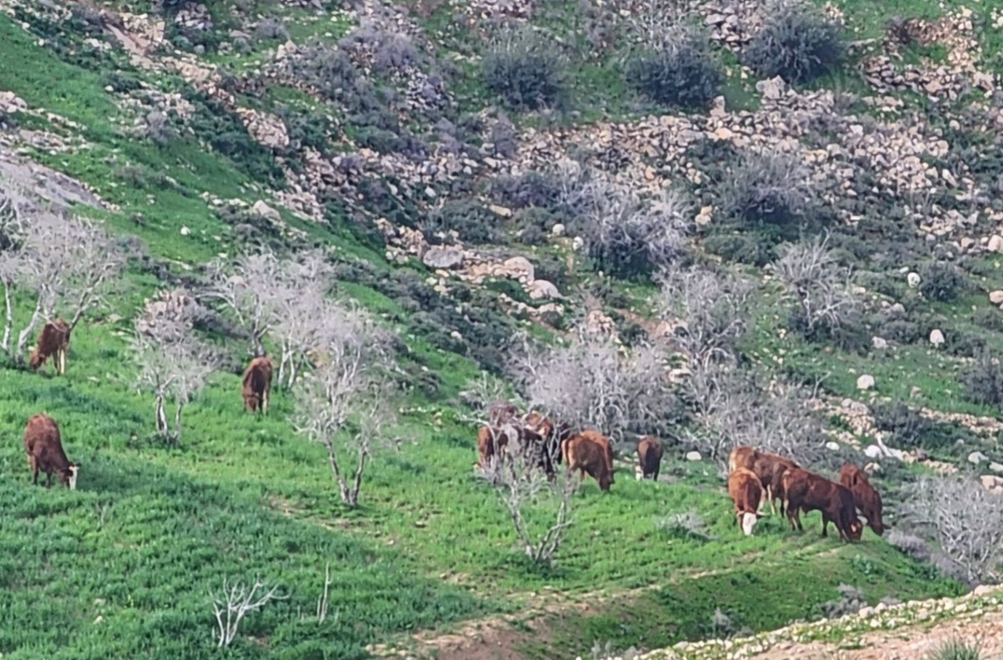 Tuesday, February 10, 2026 – The West Bank inline image