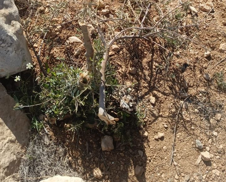 Saturday, May 2, 2026 – The West Bank inline image