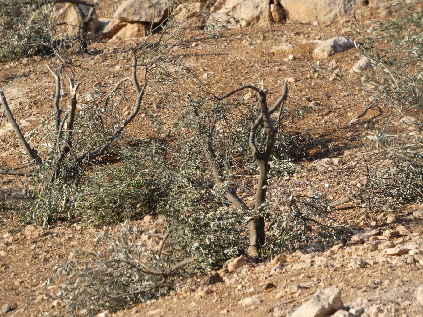 Sunday, July 27, 2025 – The West Bank inline image