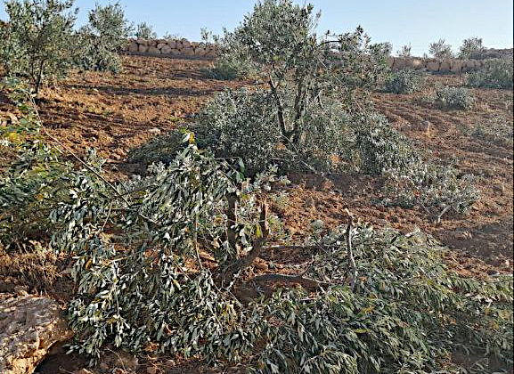 Saturday, May 24, 2025 – The West Bank inline image