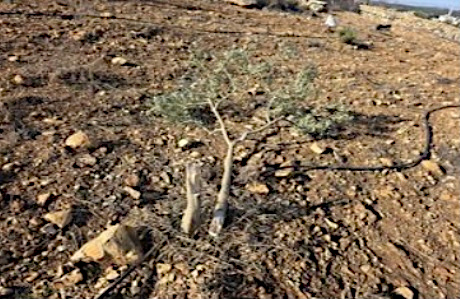 Saturday, January 4, 2025 – The West Bank inline image
