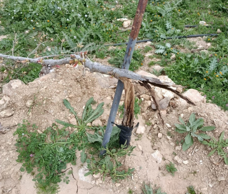 Thursday, February 19, 2026 – The West Bank inline image
