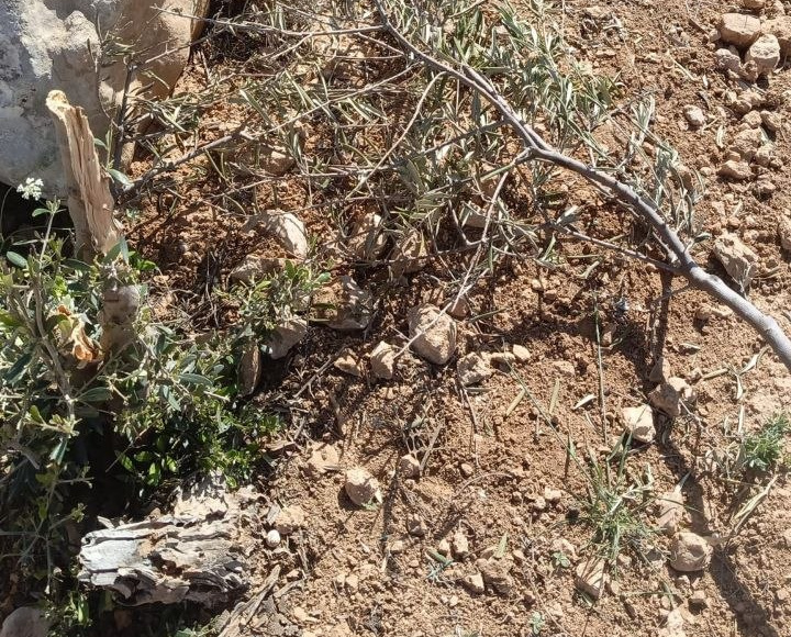 Saturday, May 2, 2026 – The West Bank inline image