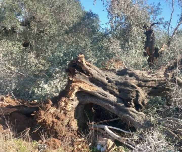 Wednesday, December 24, 2025 – The West Bank inline image