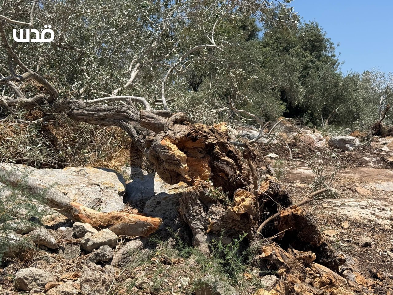 Tuesday, July 14, 2026 – The West Bank inline image