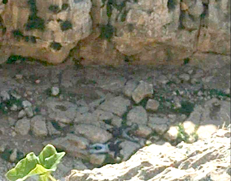 Tuesday, March 11, 2025 – The West Bank inline image