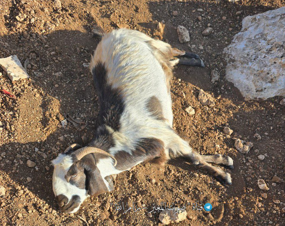 Saturday, November 22, 2025 – The West Bank inline image