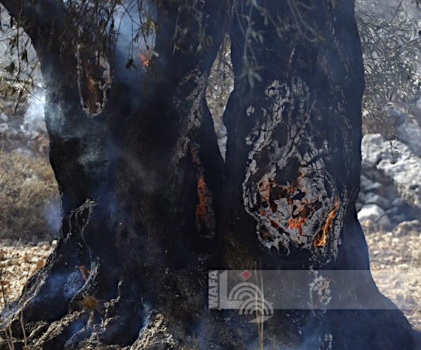 Monday, November 4, 2024 – The West Bank inline image