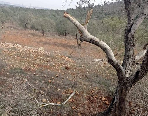 Saturday, December 7, 2024 – The West Bank inline image
