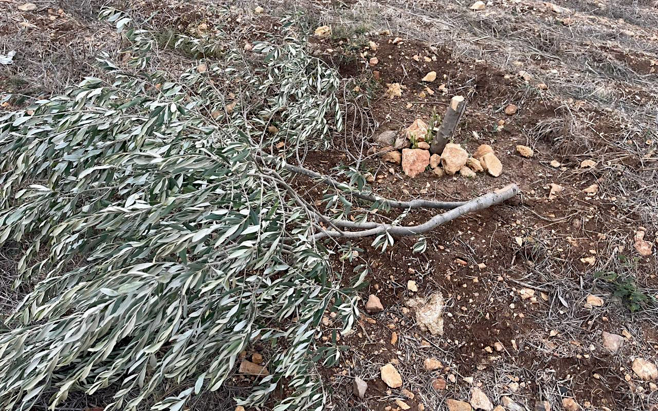 Saturday, November 23, 2024 – The West Bank inline image